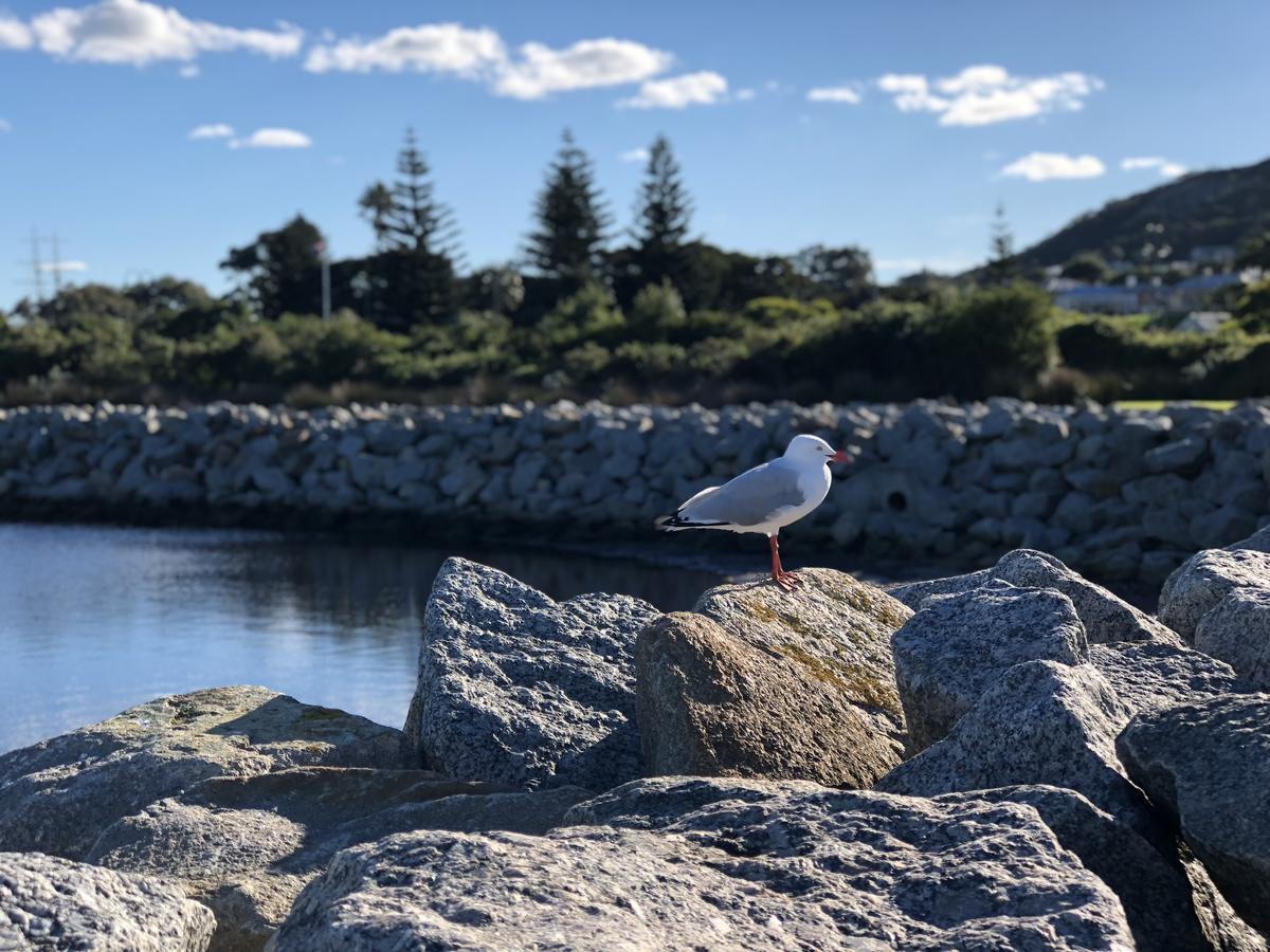 Albany Foreshore Guest House Dış mekan fotoğraf